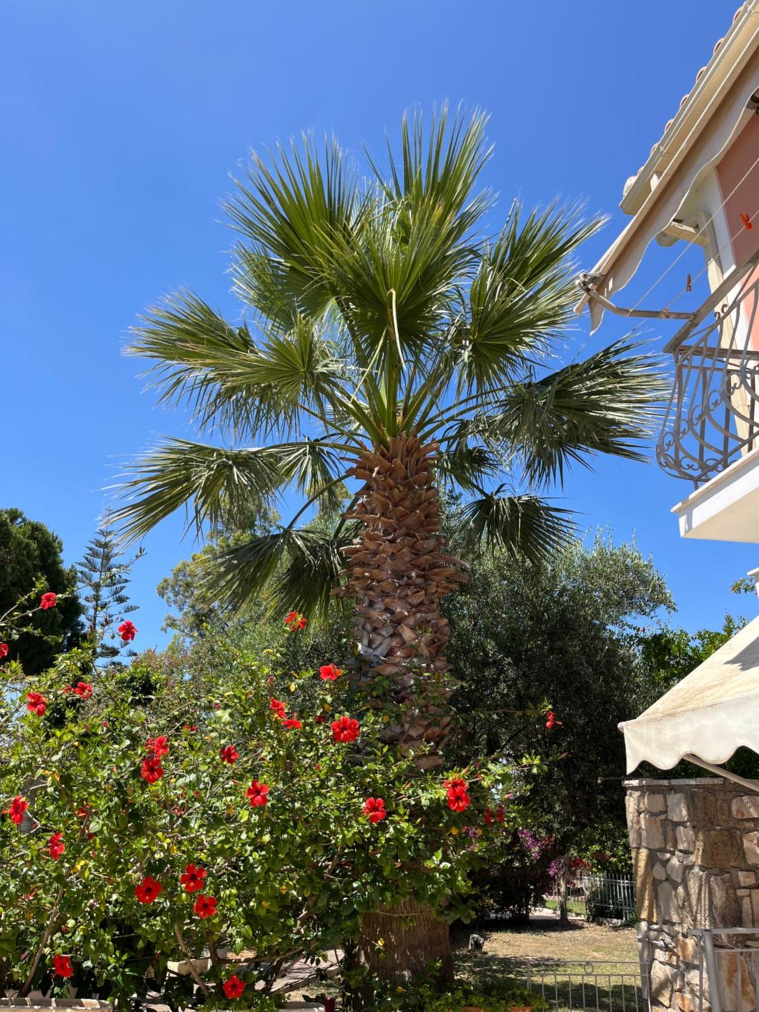 Artemis Vassilikos Aparthotel Vasilikí Exterior foto